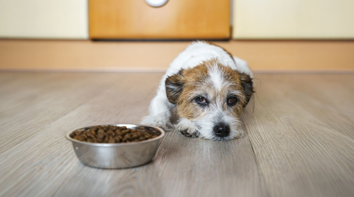 Dein Hund kaut plötzlich vorsichtiger – was dahinter stecken kann