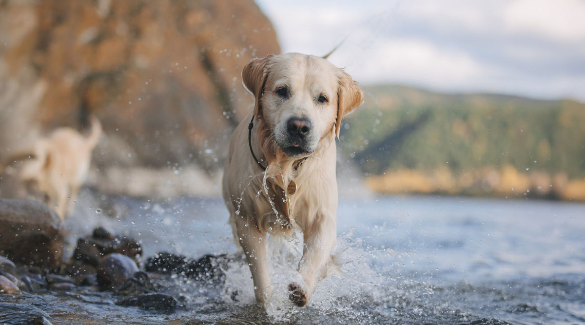 Fell klebt, riecht oder wirkt struppig im Sommer? Was deinem Hund fehlen kann