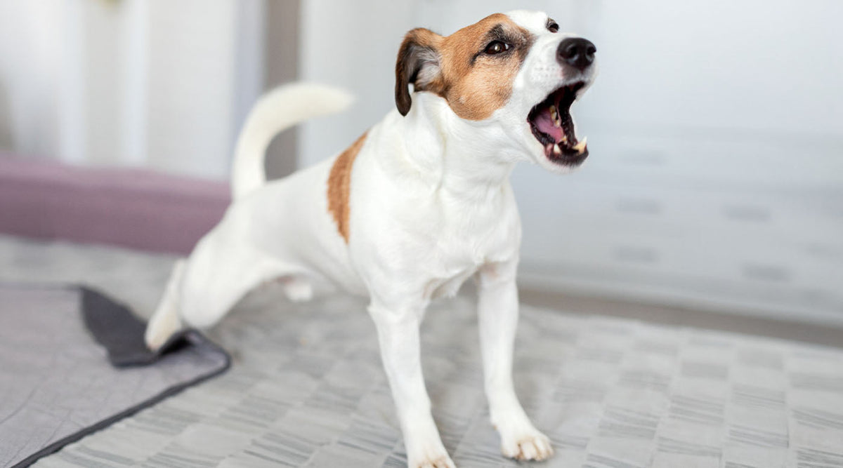 Dein Hund wirkt nach Ruhephasen steif – wie du ihn sanft wieder in Bewegung bringst