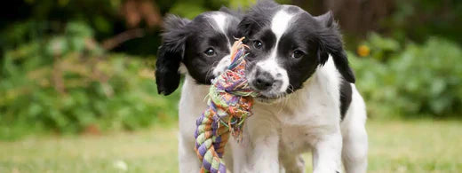 Ultraschallzahnbürste vs. normale Bürste für Hunde
