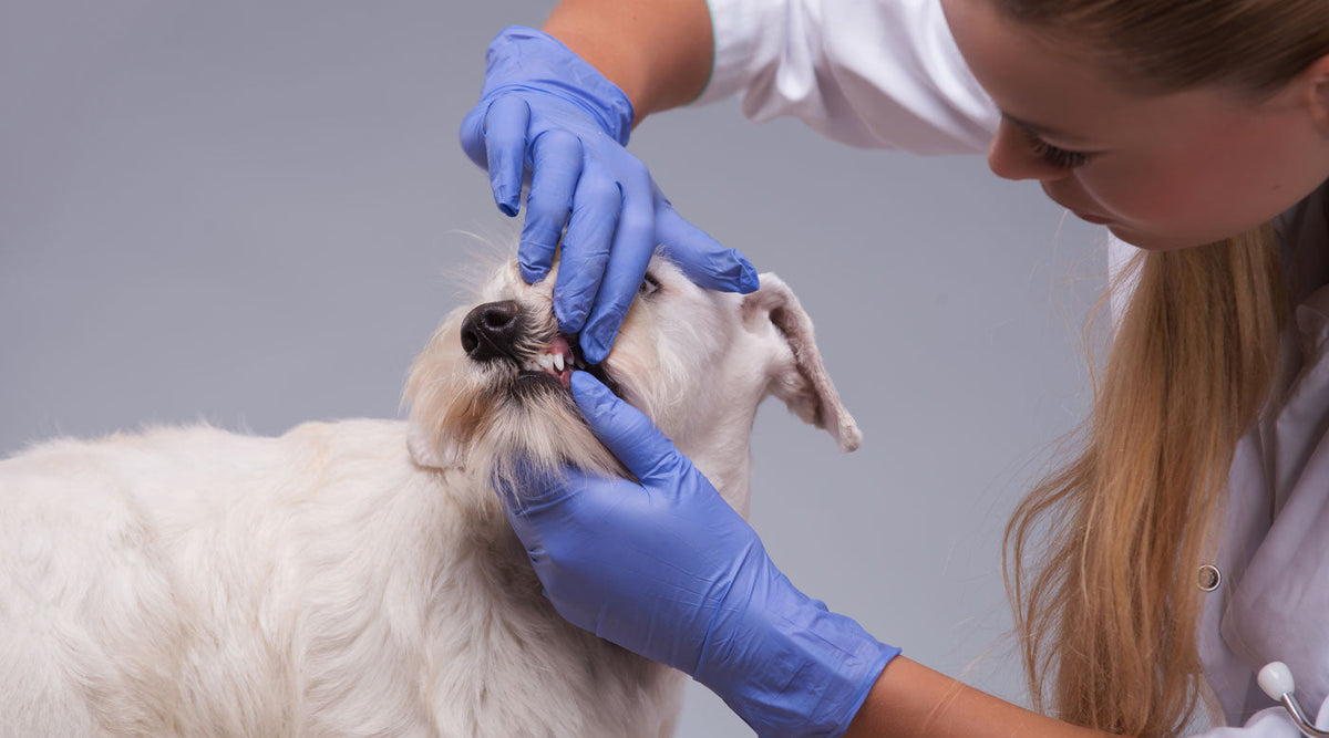 Zahnschmerzen erkennen: 10 Warnsignale deines Hundes