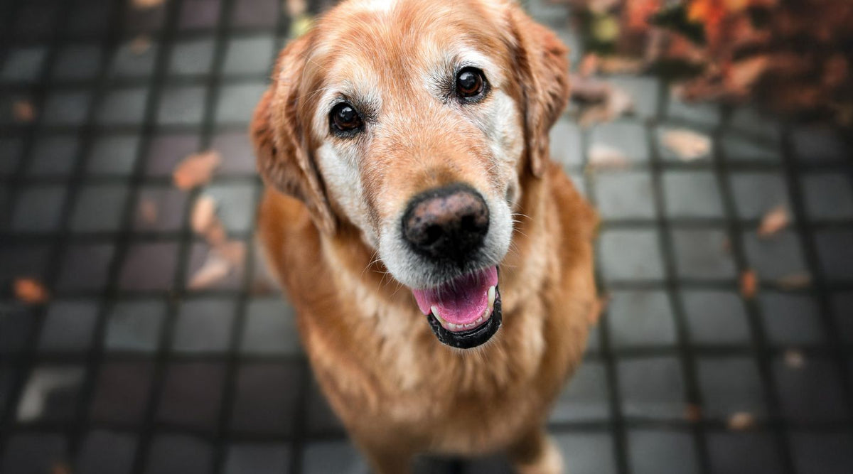 •	Golden Retriever mit grauem Schnäuzchen blickt treu in Kamera