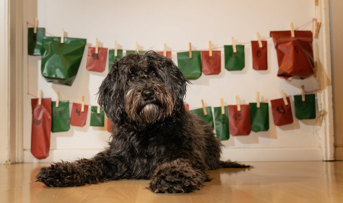 •	Hund sitzt vor Adventskalender mit nummerierten Tütchen