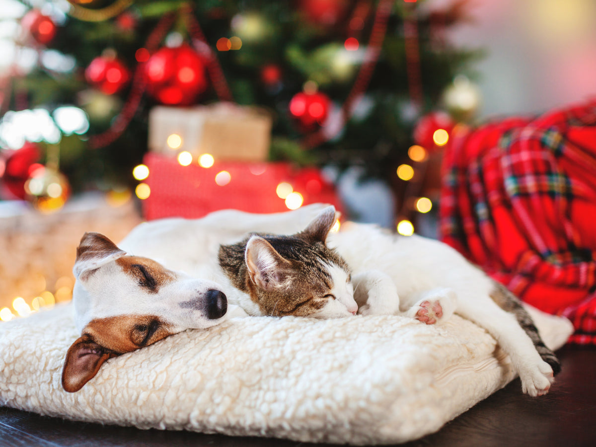 •	Hund und Katze ruhen nebeneinander auf dem Sofa