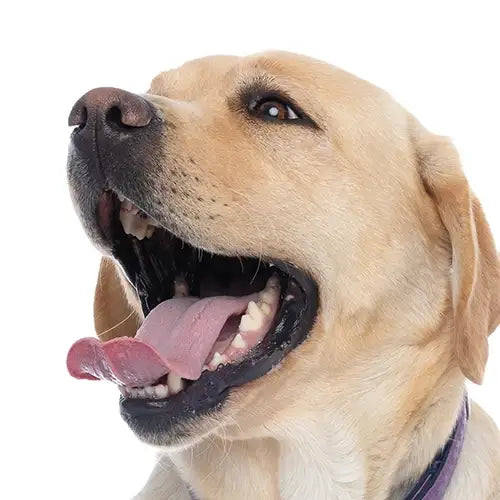 Hund mit Maulgeruch