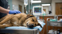 Hund unter Narkose beim Tierarzt